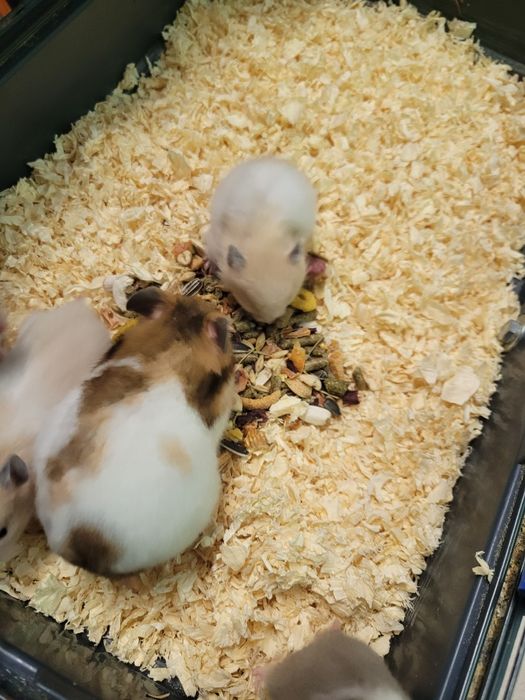 Chomiki syryjskie małe