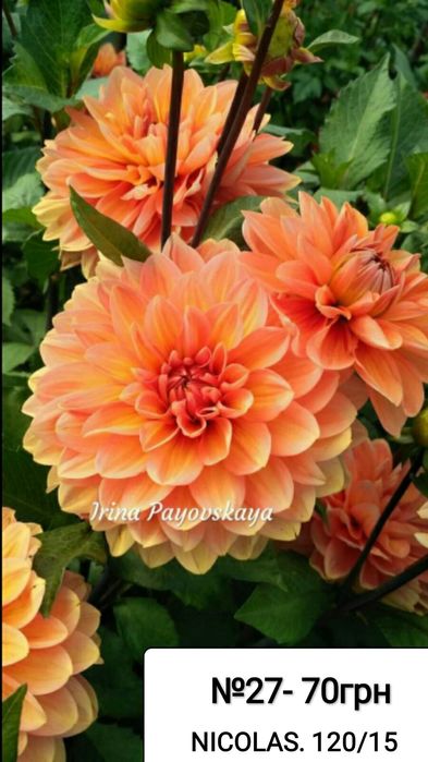 Жоржина Nicolas - перламутрова красуня (Лідія Ластовець  відгукніться)