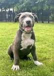 American Bully XL suczka