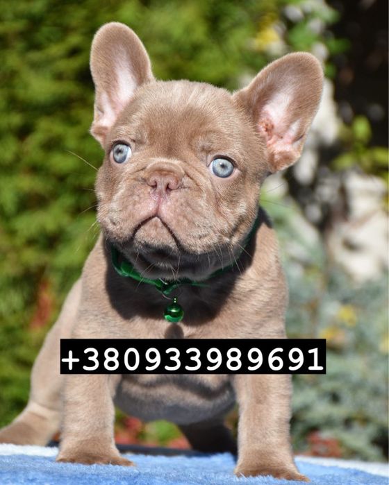 Люкс французики шоу класса