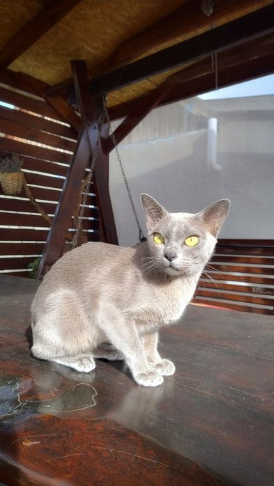 Європейська Бурма, блакитні кошенята