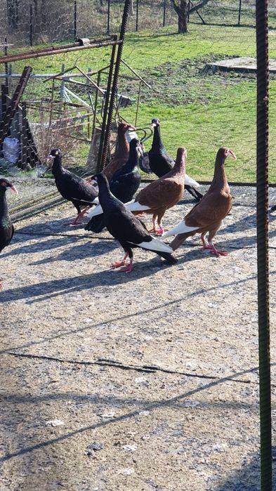 Sprzedam bródki podbródki  ndl