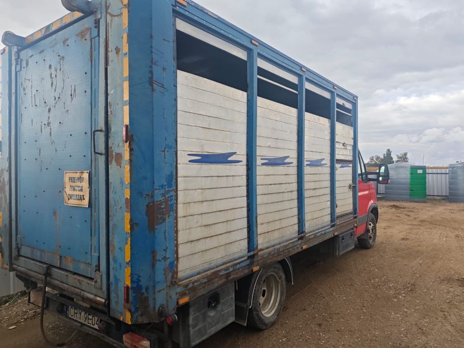 Iveco 50C18 3,5 dmc do żywca/ do zwierząt/ do bydła/ waga