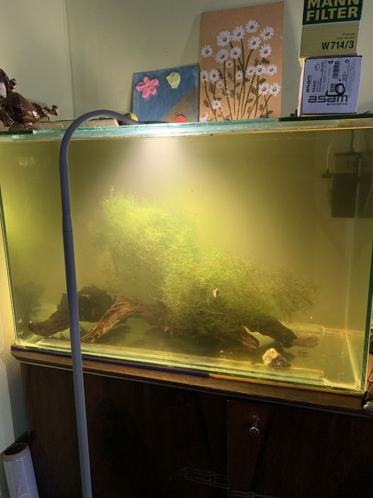 Акваріум з креветками  мікс. 80 л 72*25*42