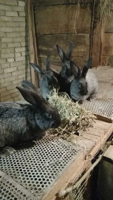 Продам кролів Потавське срібло