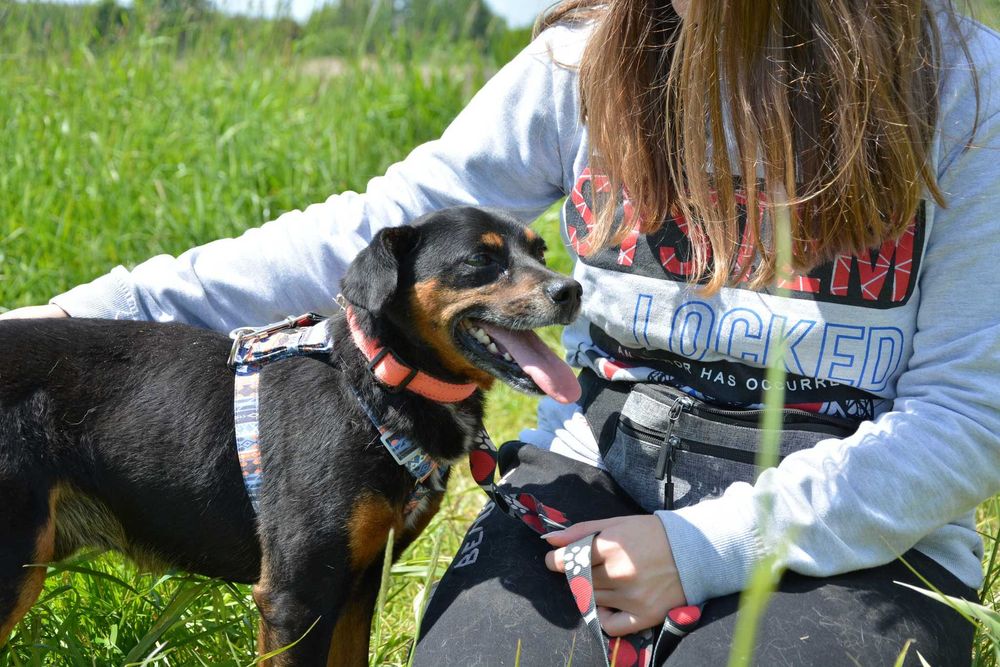Uśmiechnięty Odi szuka domu ADOPCJA