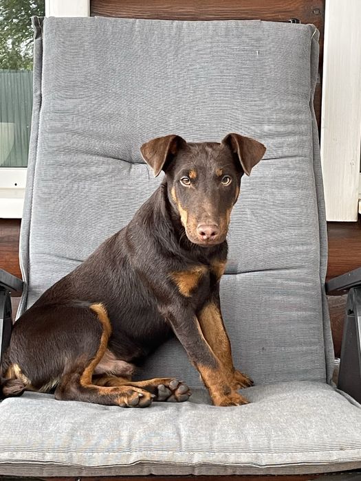 Ягдтерʼєр рудий кобель