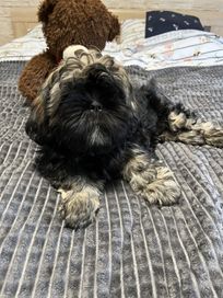 Shih Tzu śliczna suczka Lajla opcja hodowlana