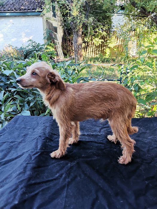 Той тер'єр хлопчик домашній ласкавий