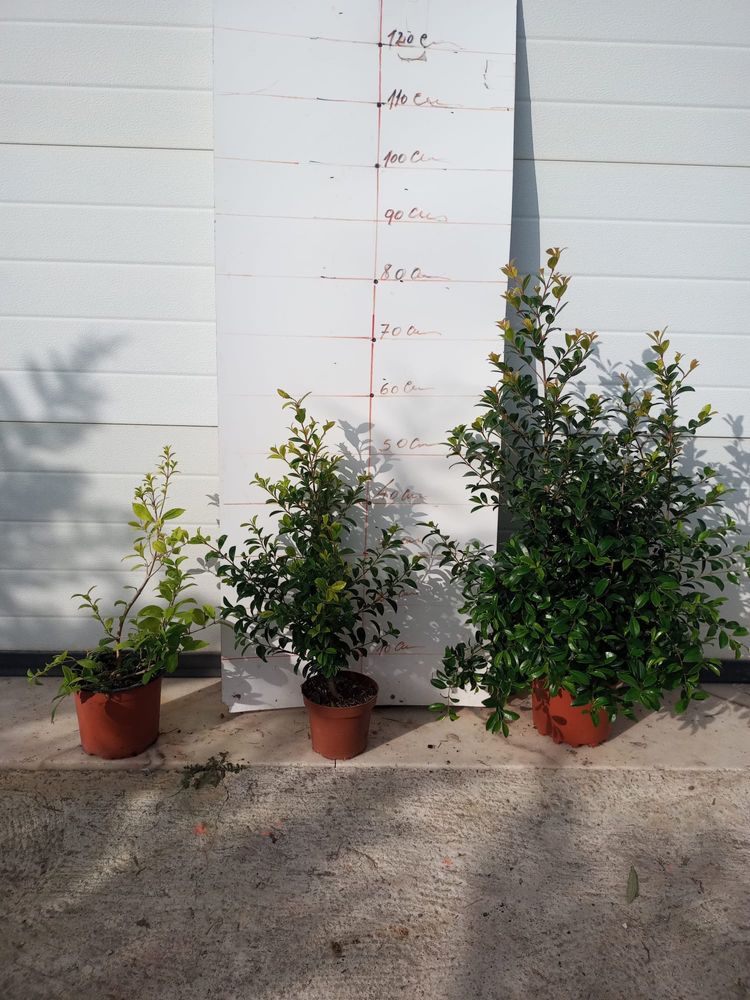 Eugénias Myrtifolias