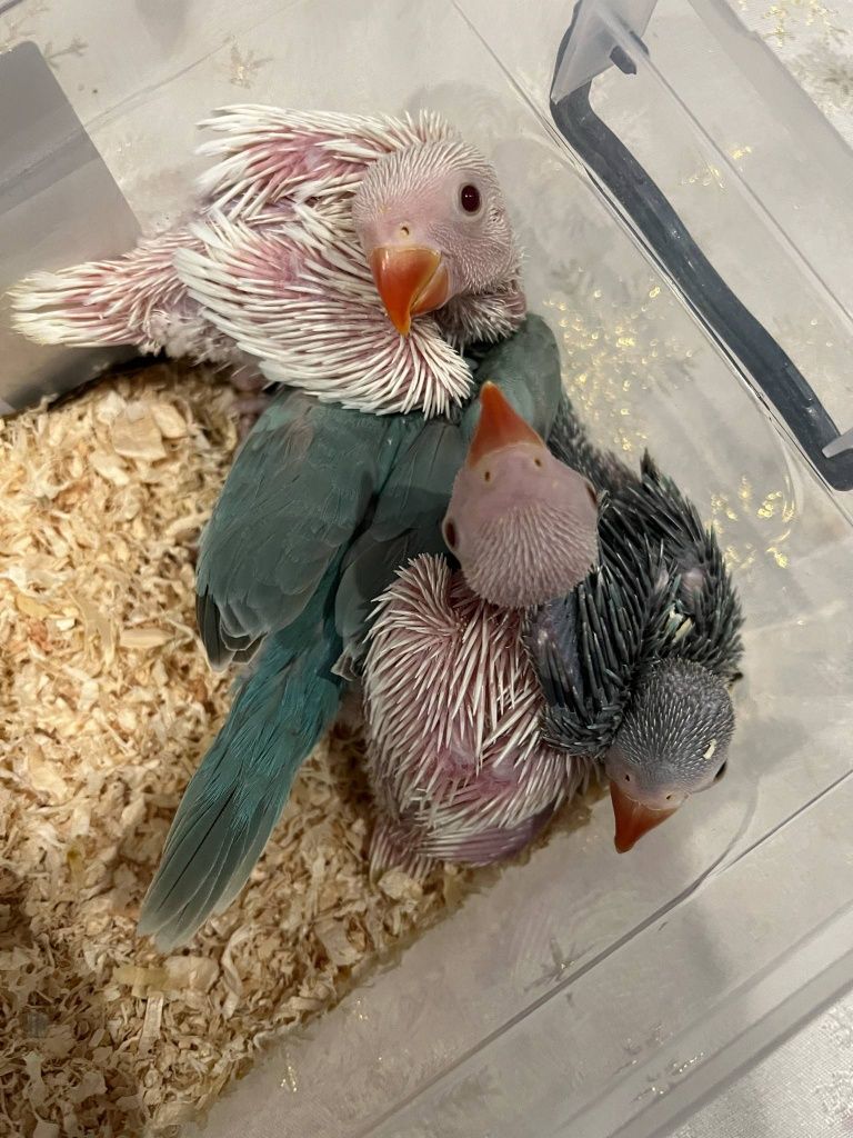 Ring necks para acabar de criar a mão