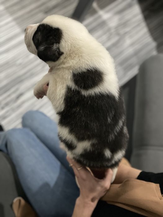 Owczarek srodkowoazjatycki