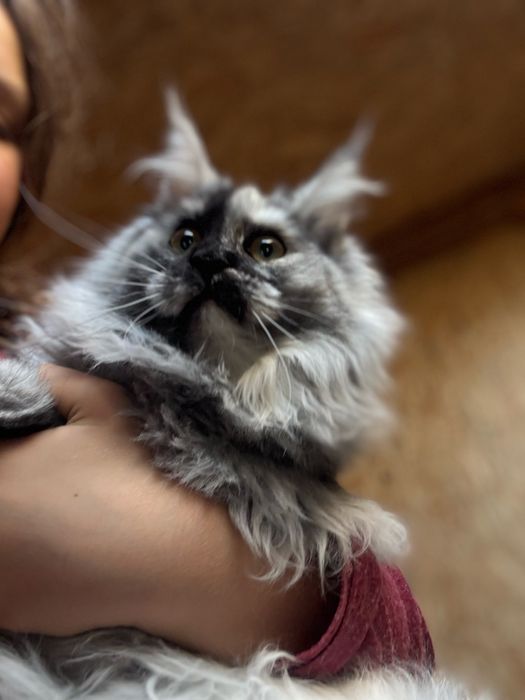 Main Coon -kotka do hodowli FPL-Dunka