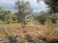 Terreno rústico em Sousel com 4,47 Ha com olival e furo de água