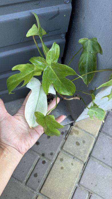 Філодендрон флорида бьюті