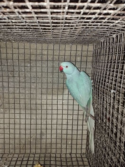 Piriquitos cabeça de ameixa e ring nek