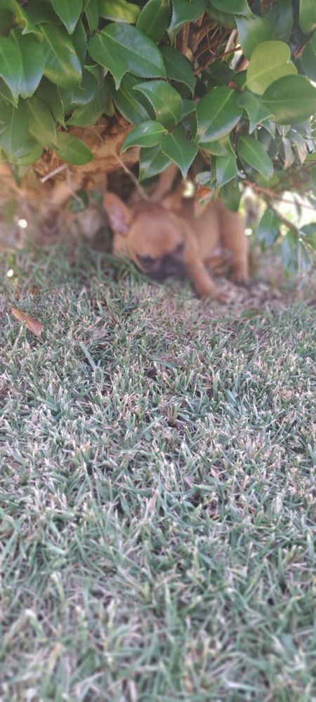 Bulldog francês macho red fawn