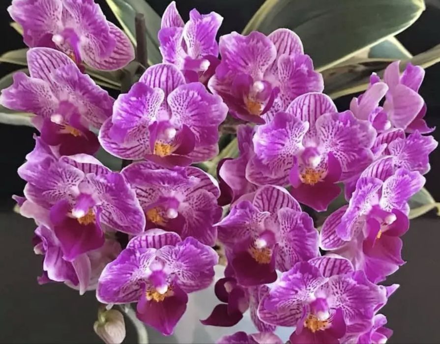 Домашні    орхідеї