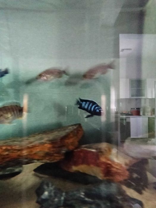 Ciclídeos africanos  - macho chindongo Demasoni (pombo)