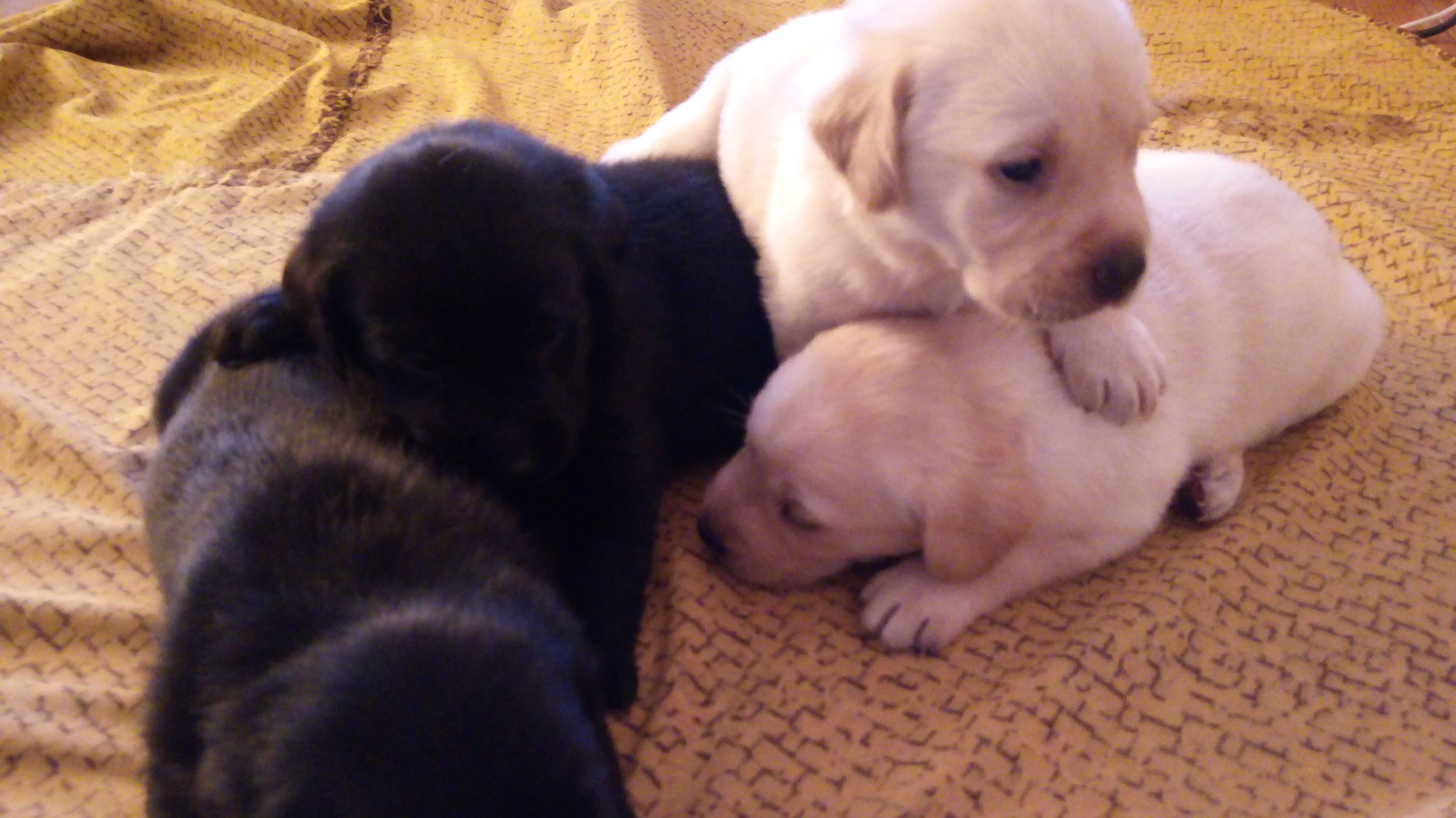 labrador piesek z rodowodem
