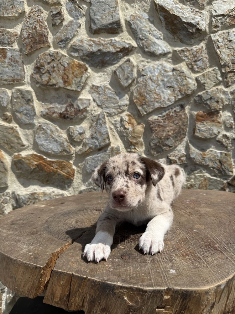 Border collie Merle