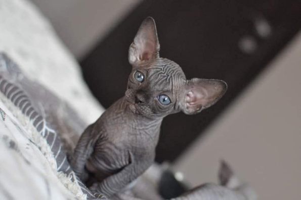 Kocurek Sfinks wcf super cena