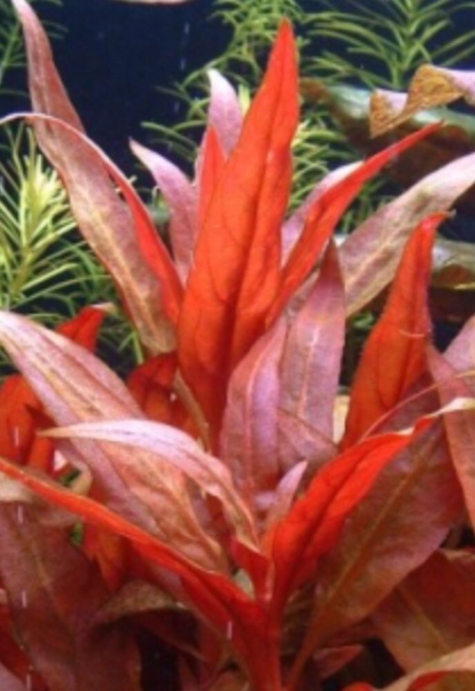 Красные аквариумные растения на средний и задний план.