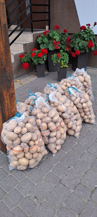 Sprzedam ziemniaki CATANIA polskie, ekologiczne. 20 zł  - 15 kg