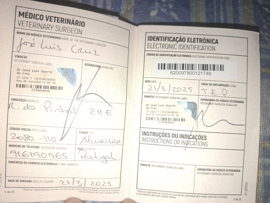 Doação responsável cão