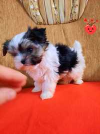 Yorkshire Terrier Biewer piesek