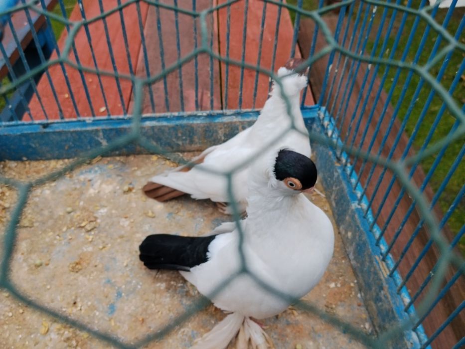 Gołębie ozdobne Kielce