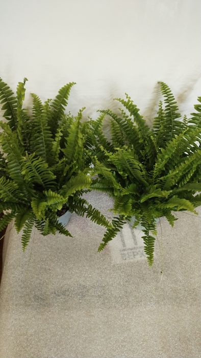 Кімнатні квіти,калатеї та інші