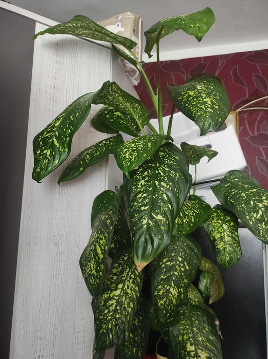 Difenbachia duża, mnóstwo liści