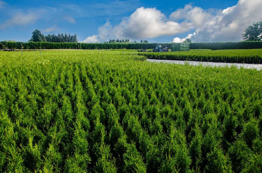 TUJE SZMARAGD 30-50 cm – MEGA CENA 5,50 zł/szt.!  Dostawa Gratis