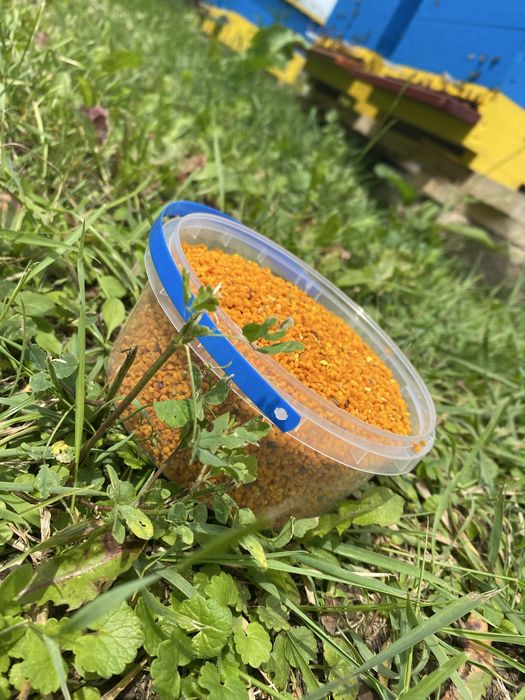 Пилок бджолиний, купити свіжий пилок 2025 року