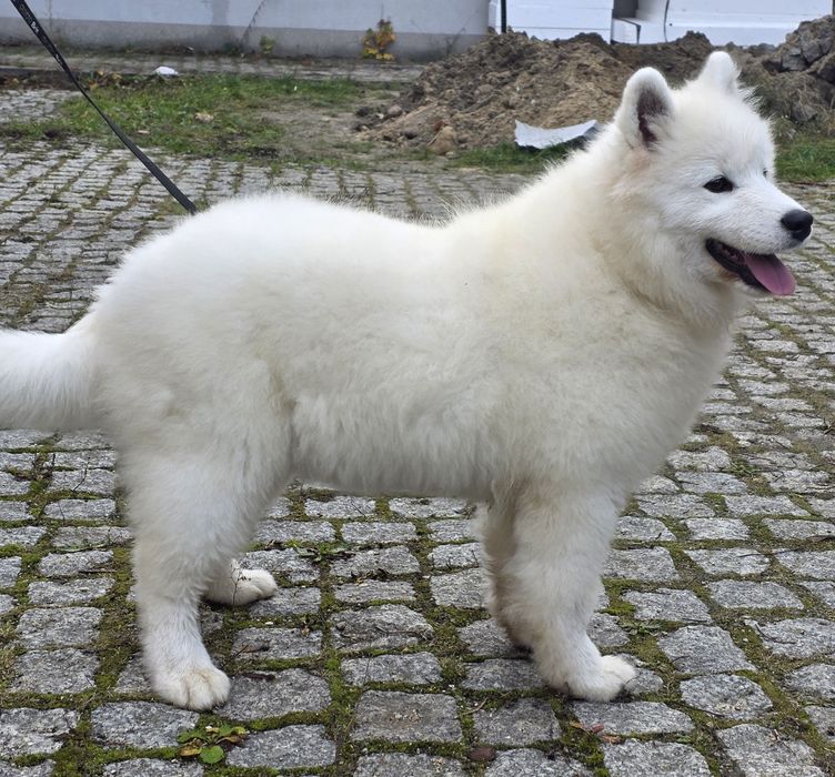 Samoyed suczka rodowod ZKwP