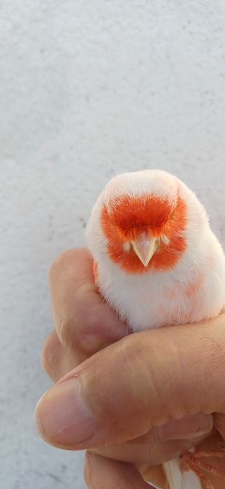 Canarios lipocromo vermelho