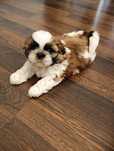 Szczeniak Shih tzu