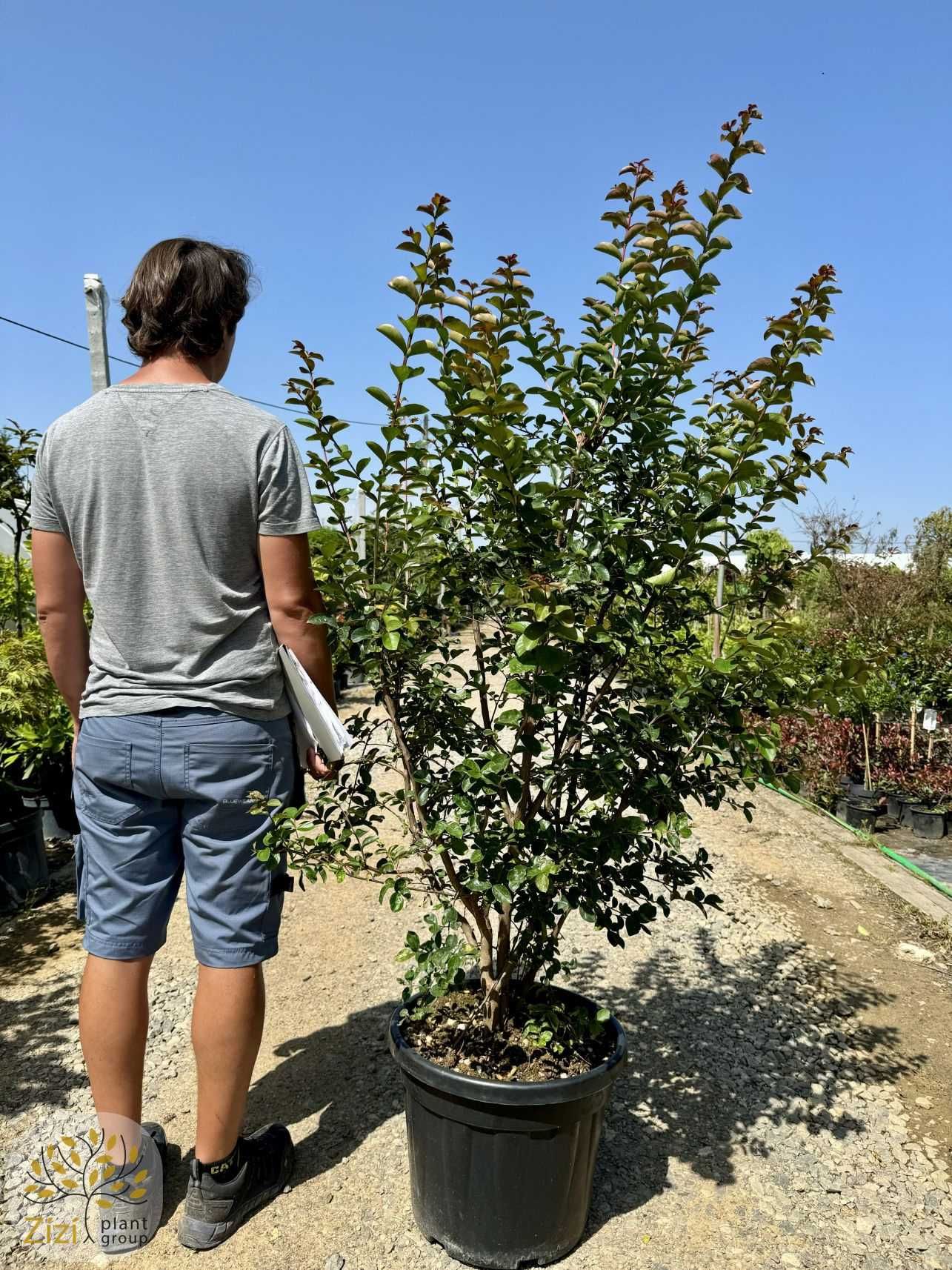 Lagerstroemia indica Double Dynamite, Lagerstremia indyjska, 80-180cm