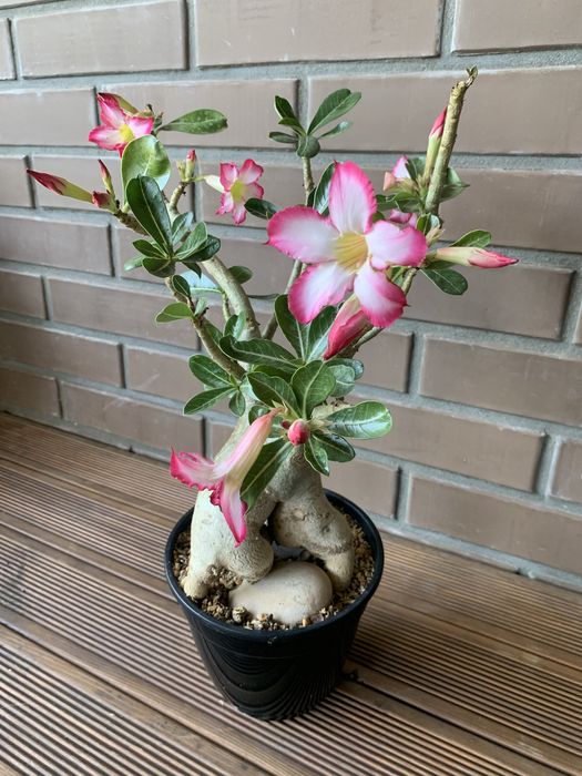 Адениум ( Роза пустыни )