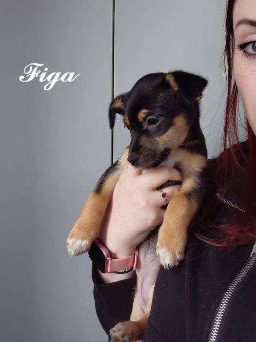 Oddam pieski  do dobrego domu