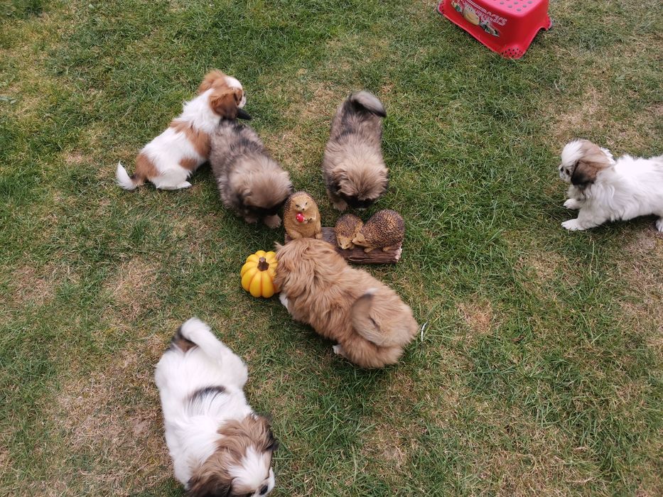 Pekińczyk Pekińczyki Nie Shih Tzu