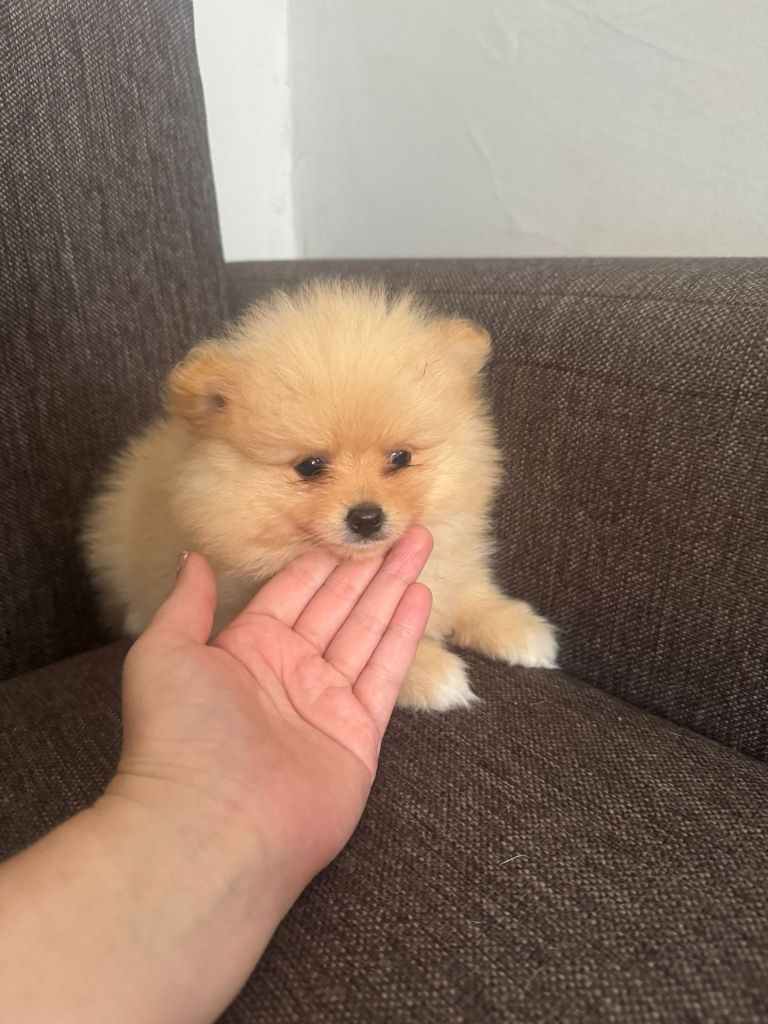 Szpic miniaturowy pomeranin