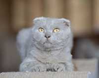 Бежево серый котик Паскаль, 2 года, вислоушка