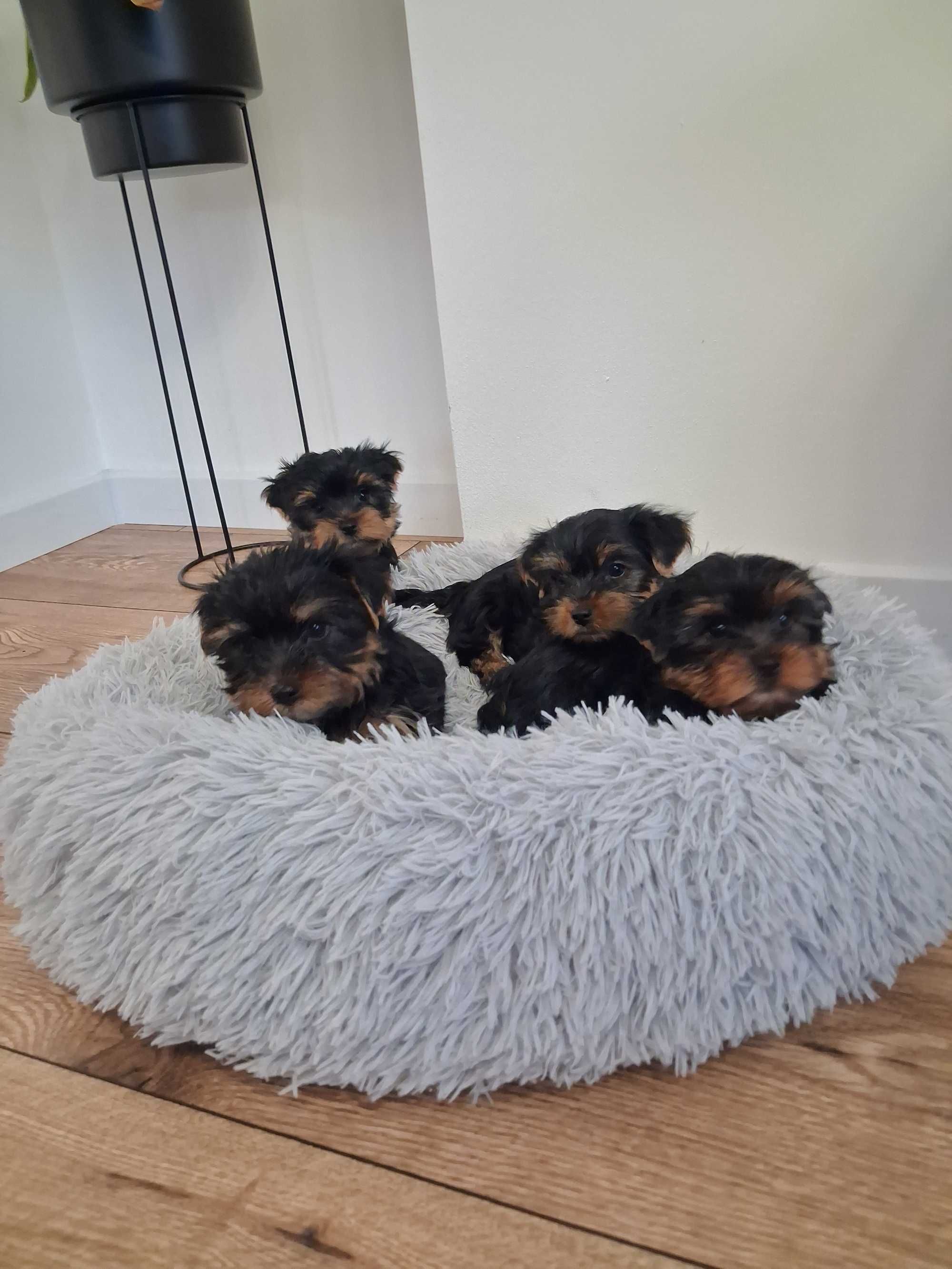 Piekny piesek rasy Yorkshire Terrier