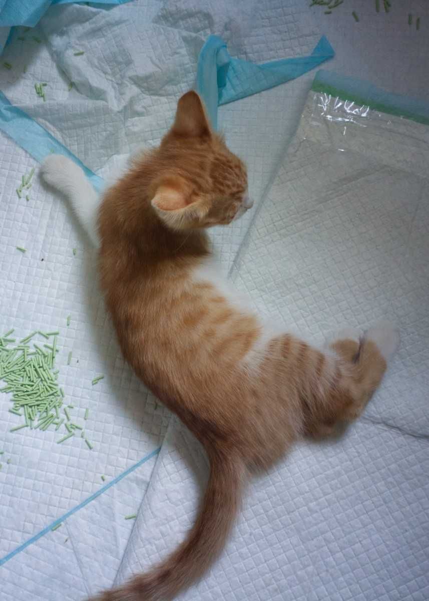 Котята-Ассорти ищут Новый Дом!