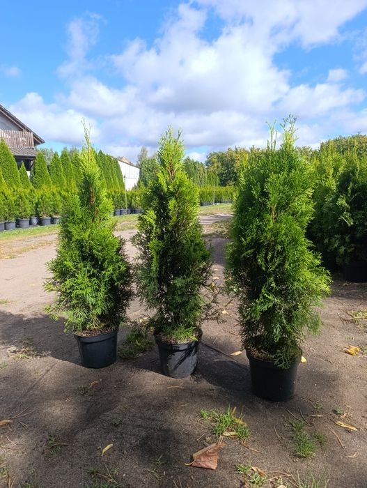 Tuja Thuja szmaragd 50-60cm