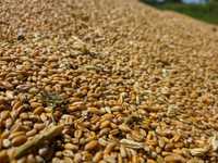 Пшениця, ячмінь  урожай 2023