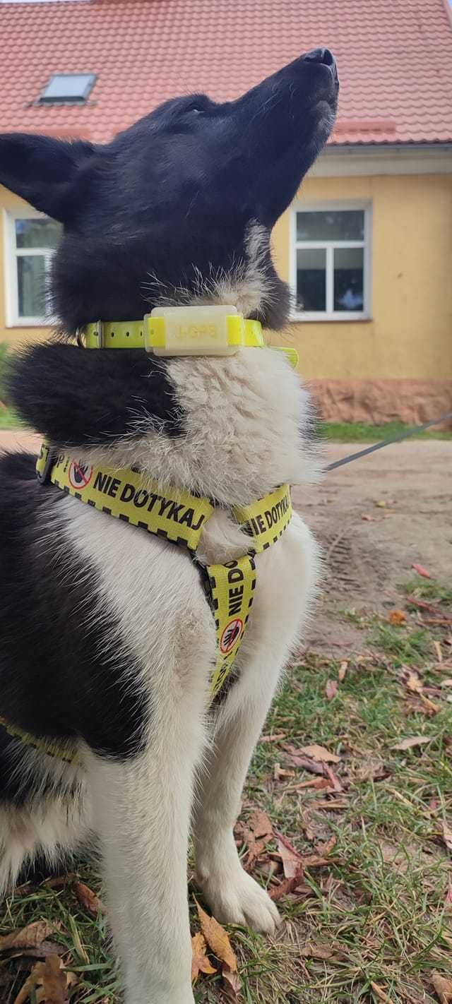 GPS bez abonamentu dla psa, do auta, roweru, skutera i inne