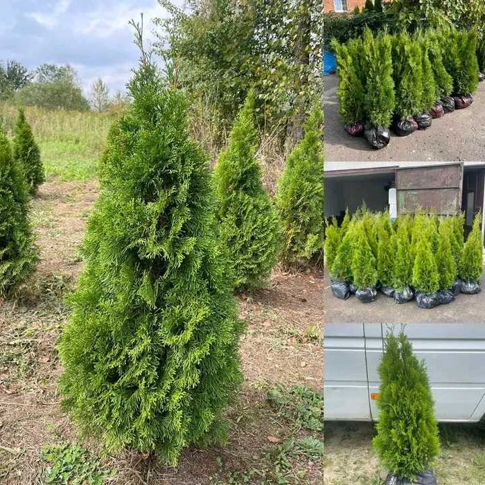 Краса для вас менших   .